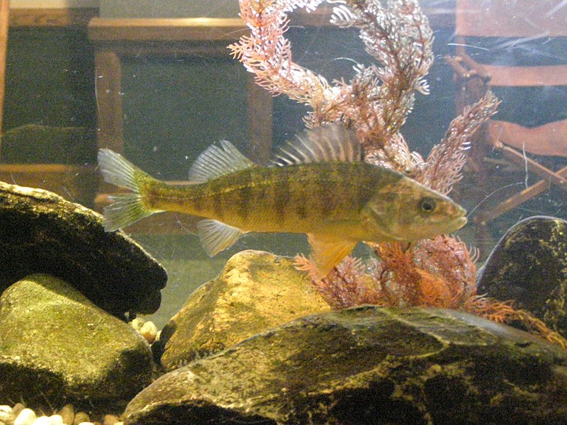 File:Yellow Perch P2270247.jpg