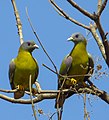 Yellow footed Green Pigeons in Gir forest (cropped).jpg