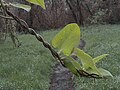 Aristolochia californica