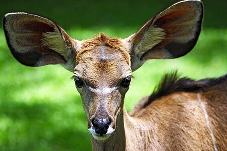 ไฟล์:Young_kudu_with_big_ears_(Kenya).jpg