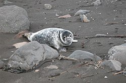 Junger Seehund am Strand auf den Färöern