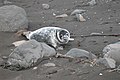 Young seal, Faroe islands