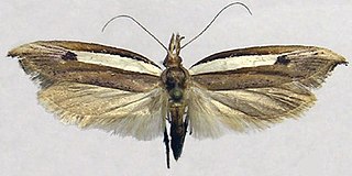 <i>Ypsolopha nigrimaculata</i> Species of moth