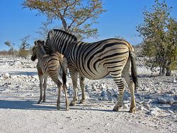 Zebras Etosha Namibia(1).jpg
