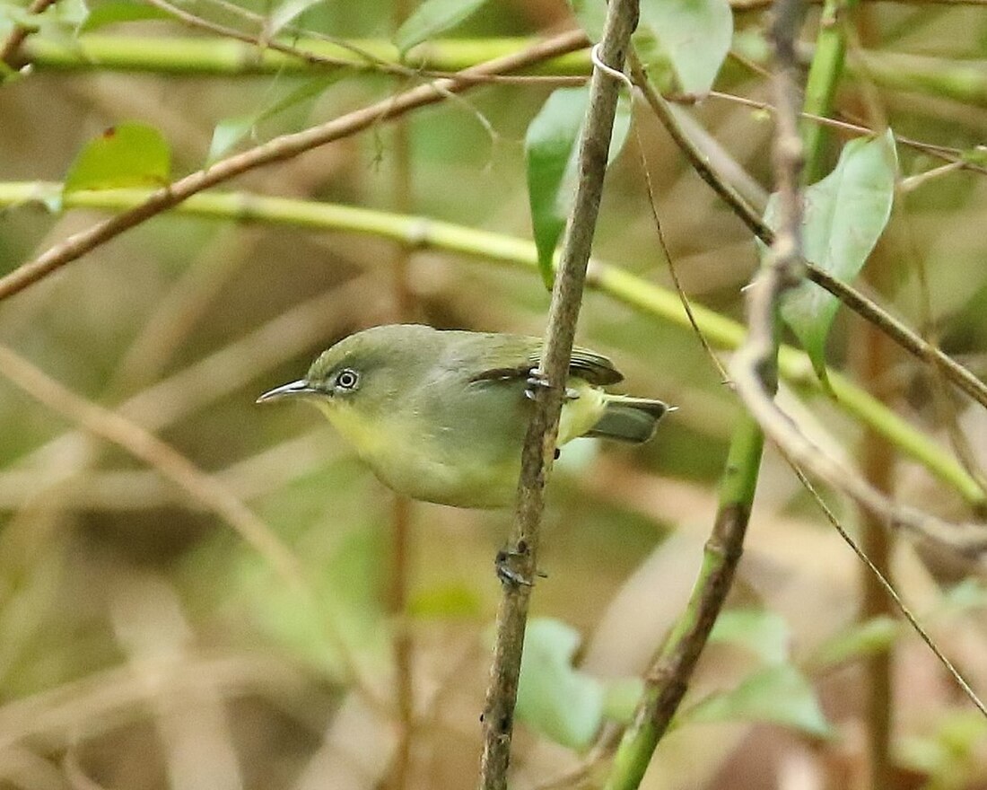 Zosterop petit de Yap