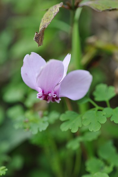 File:Κυκλάμινο το κισσόφυλλο (Cyclamen hederifolium).jpg