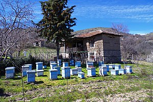 Горни Дисан: Географија и местоположба, Историја, Стопанство