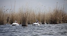 Krauskopfpelikane Pelecanus crispus am Ufer des Kaspischen Meeres