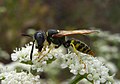 Піщана оса Philantus sp. (Бджолиний вовк), що харчується на квітах Euphorbia marginata