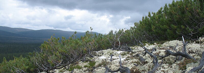 File:Стланик северного прибайкалья. (cropped).jpg