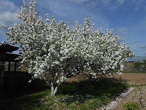Яблони в период цветения