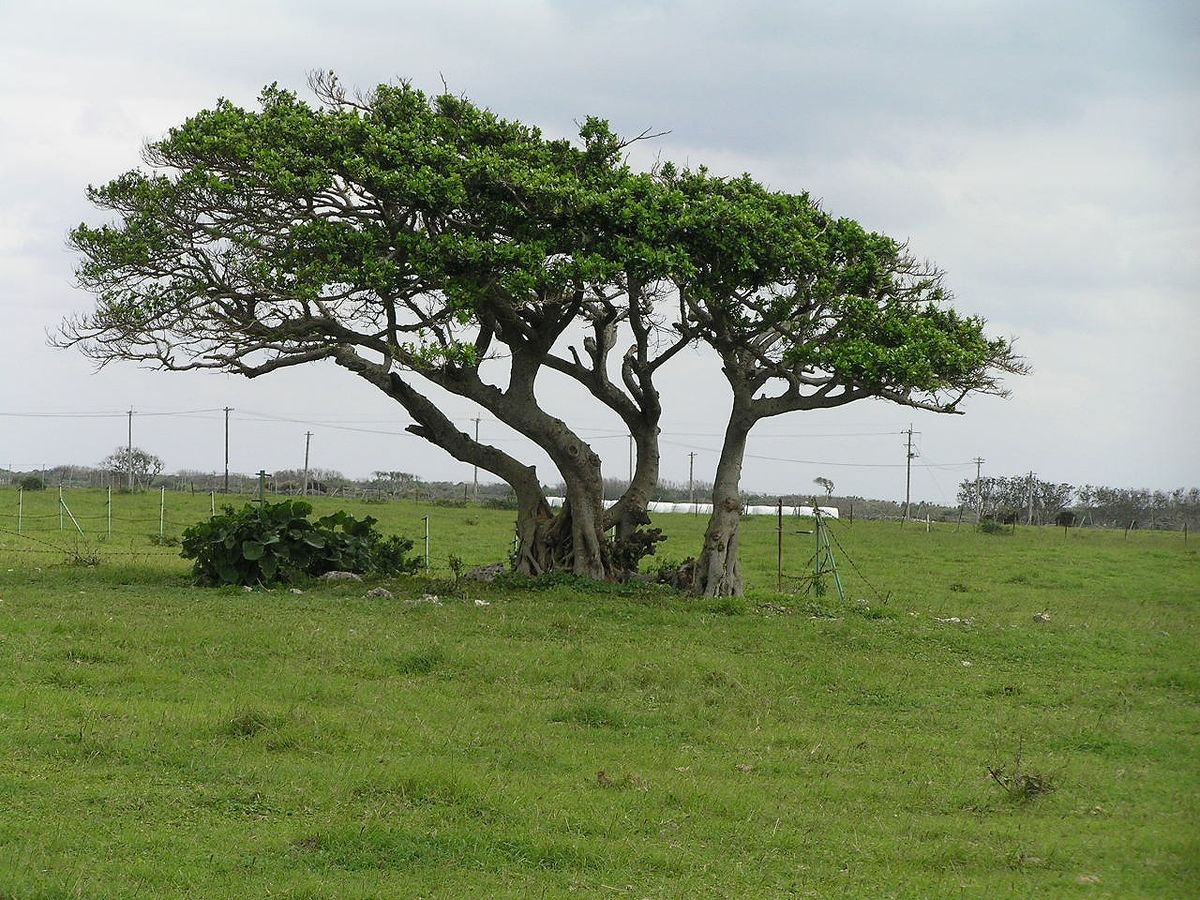 File 黒島の大木p Jpg Wikimedia Commons