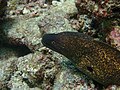 0920 moray eel look at you Dive2 (37234301372).jpg