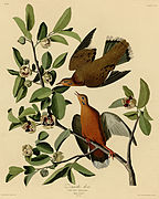 Figura 162 de Birds of America de John James Audubon 1827-1838.