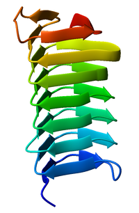 Monomeric, left-handed b-helix antifreeze protein from the spruce budworm Choristoneura fumiferana (PDB: 1M8N ). 1m8n Choristoneura fumiferana.png