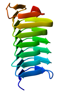 Beta helix protein structure