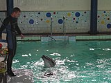 Русский: Гастроли севастопольского дельфинария в Донецке