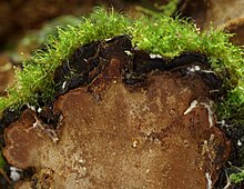 2010-08-04 Phellopilus nigrolimitatus.jpg