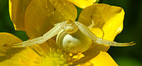 Misumena vatia dans une fleur de renoncule (Ranunculus sp.).