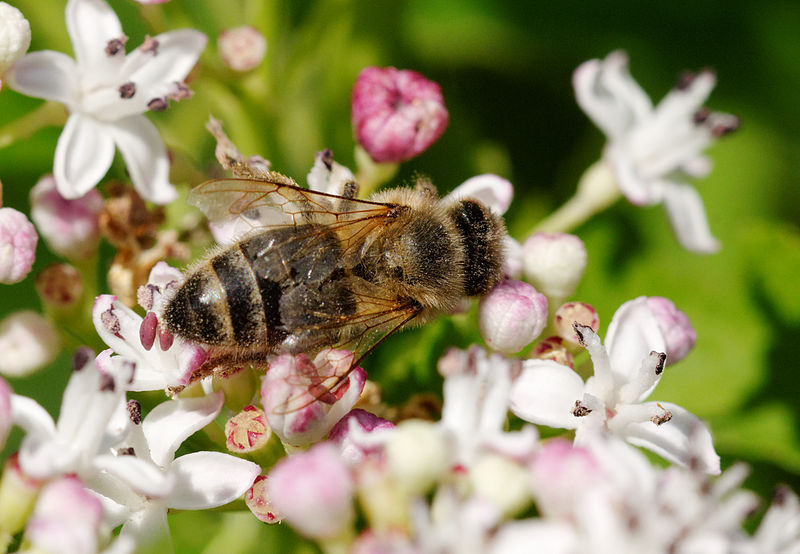 File:2014-06-26 12-57-22 abeille.jpg