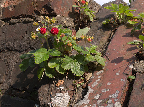 2014-06 Erdbeeren-auf-Dach