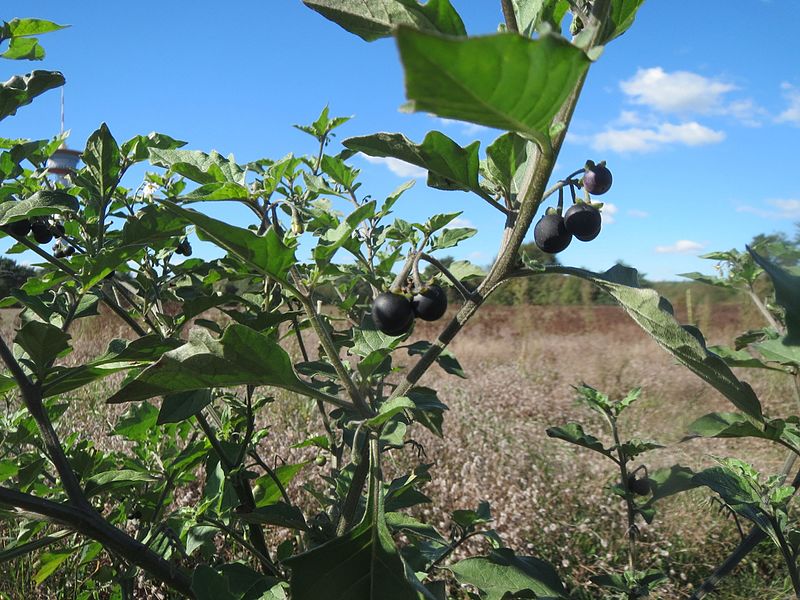 File:20161005Solanum nigrum1.jpg