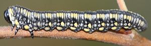 Larva of Diprion similis