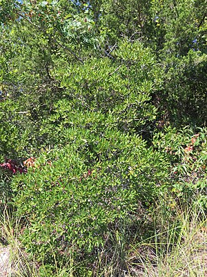 2017-09-04 12 37 07 Northern Bayberry along the sand road leading to Barnegat Inlet within the Southern Natural Area of ​​Island Beach State Park, in Berkeley Township, Ocean County, New Jersey.jpg