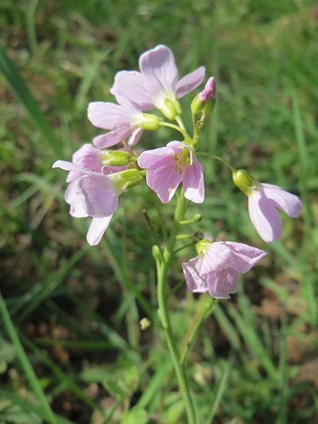 File:20170420Cardamine pratensis3.jpg