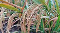 20201102.Hengnan.Hybrid rice Sanyou-1.6.jpg