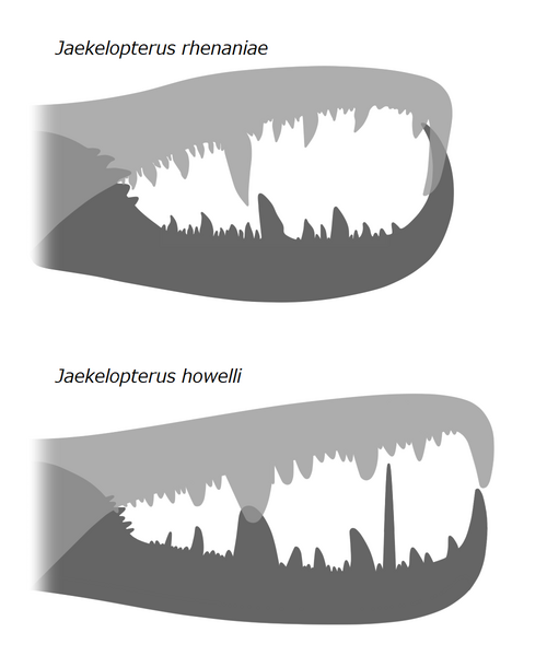 File:20201224 Jaekelopterus cheliceral rami.png