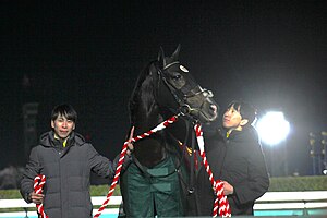 タイトルホルダー: 誕生・デビュー前, 競走馬時代, 競走成績