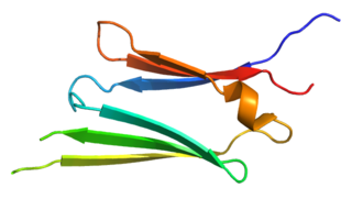 <span class="mw-page-title-main">Hsp27</span> Protein-coding gene in the species Homo sapiens