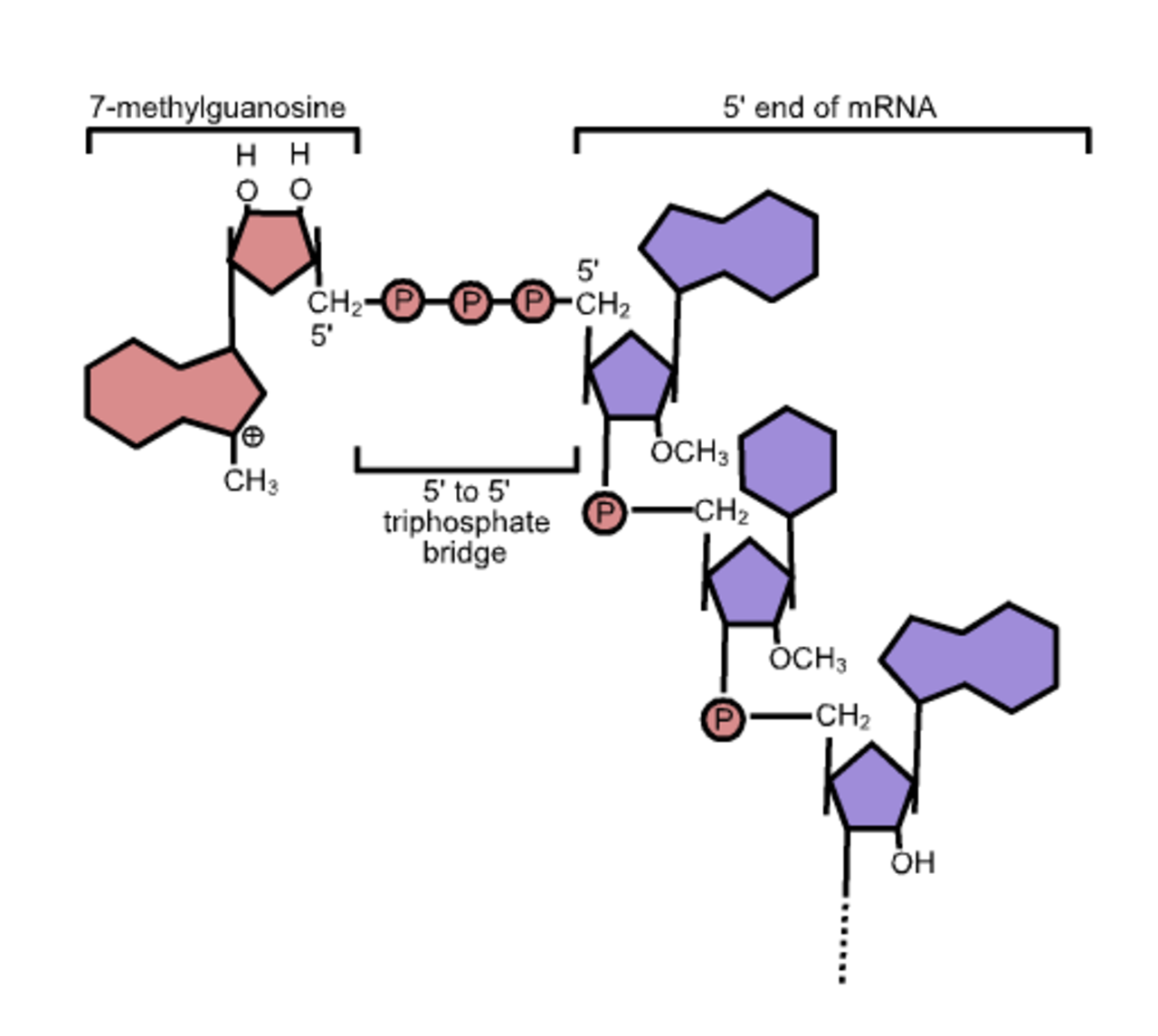 Кэп структура РНК это. Созревание процессинг РНК. Процессинг МРНК (сплайсинг, Кэпирование, Полиаденилирование). Процессинг МРНК РРНК ТРНК.