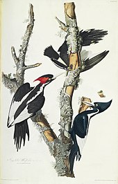 Ivory-billed woodpecker from Audubon's 1827-1838 Birds of America 66 Ivory-billed Woodpecker (Duke of Portland Audubon edition).jpg