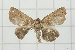 <i>Clostera restitura</i> Species of moth