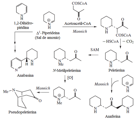 LYSINE ALKALOIDS 1.png