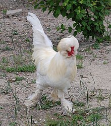 Ein weißer Sultan (Huhn).jpg