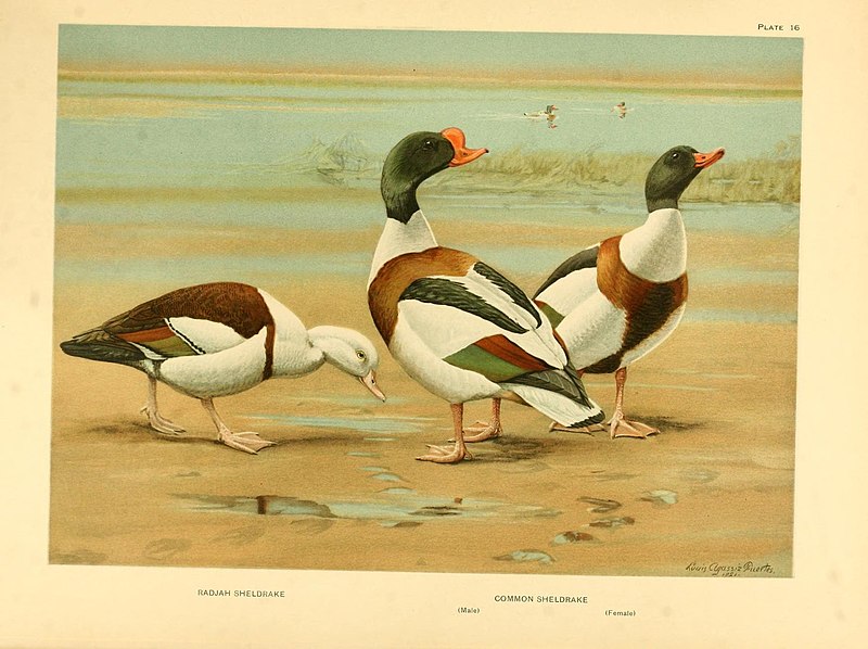 File:A natural history of the ducks (Plate 16) (8229048311).jpg