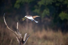 A pond heron © Ummidnp