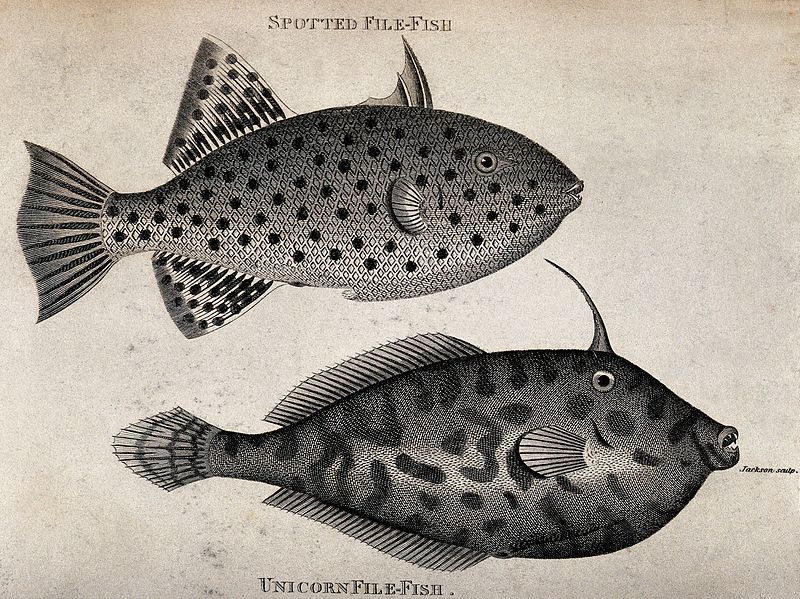 File:Above, a spotted file fish; below, a unicorn file fish. Engr Wellcome V0022061.jpg
