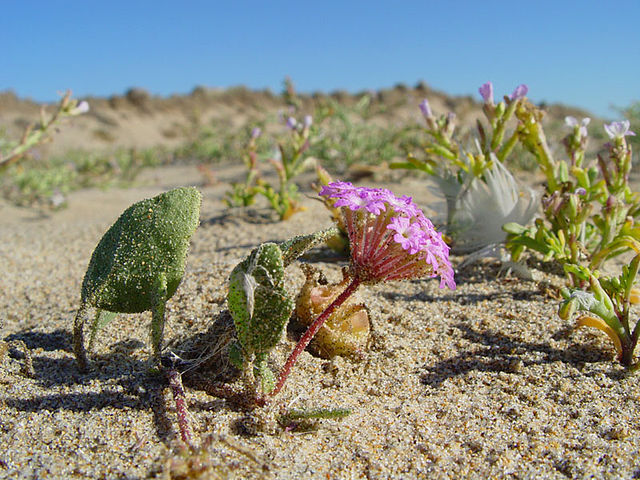 Abronia umbellata - Wikipedia