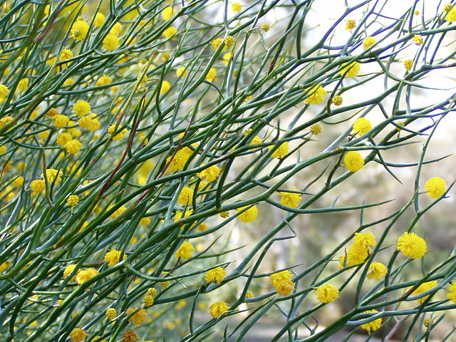 Description de l'image Acacia aphylla 02.jpg.