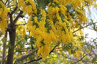 Acacia dealbata 2014.jpg