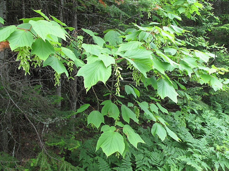 File:Acer pensylvanicum 15-p.bot-a.pensylvanic-040.jpg