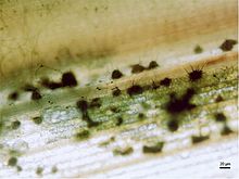 Acervuli of Colletotrichum sublineolum on Sweet sorghum.jpg