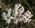 * Nomination Yarrow (Achillea) on Djurgarden --Rhododendrites 15:35, 23 August 2019 (UTC) * Promotion Good quality. --Cayambe 11:07, 24 August 2019 (UTC)