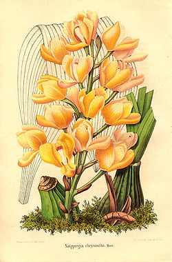 Acineta chrysantha (1849).jpg