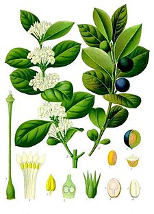 Acokanthera schimperi
from Kohler's Medizinal Pflanzen 1897 Acokanthera schimperi - Kohler-s Medizinal-Pflanzen-150.jpg