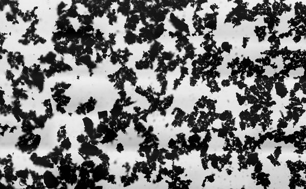 A micrograph of activated charcoal (R 1) under bright field illumination on a light microscope. Notice the fractal-like shape of the particles hinting